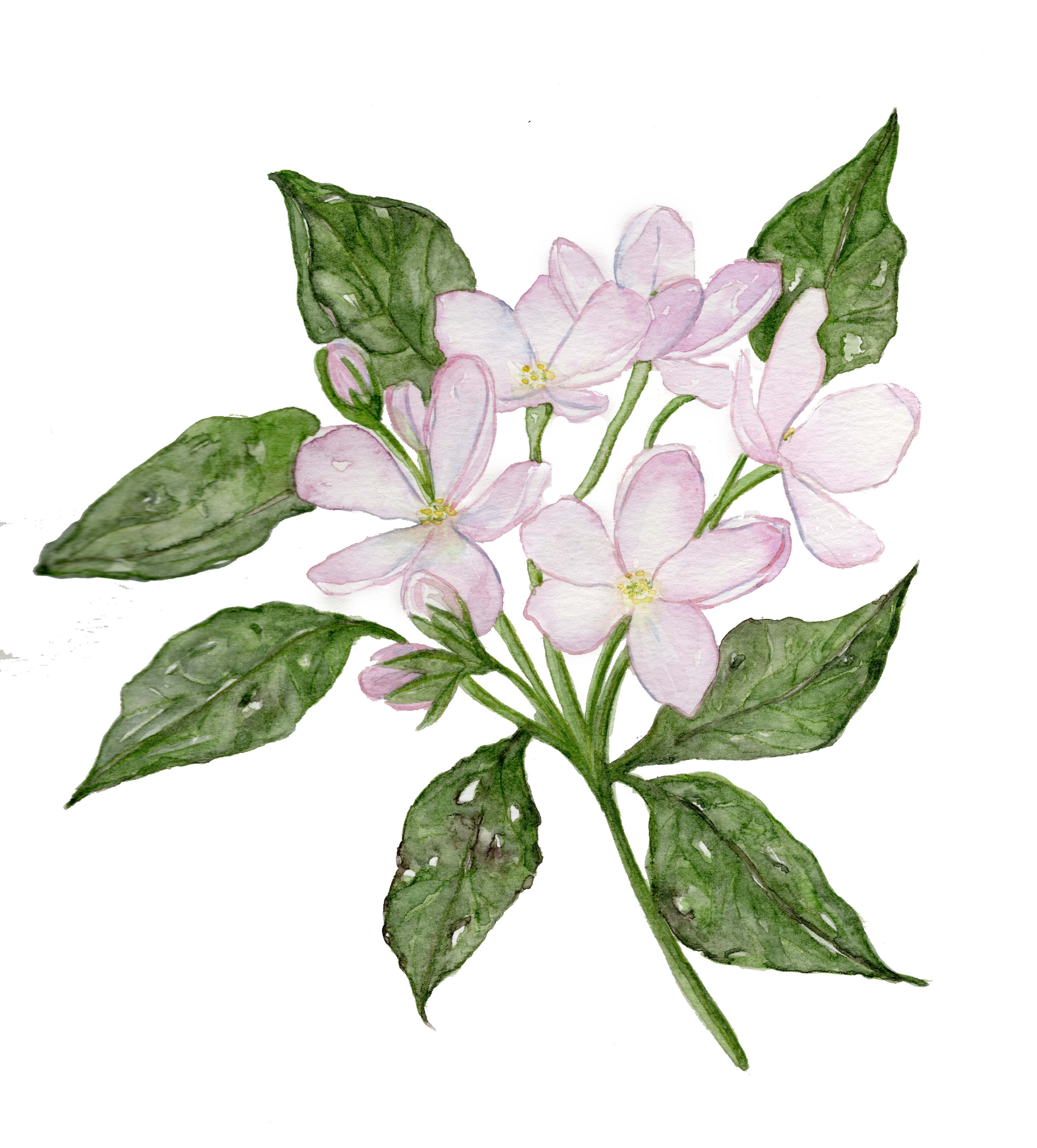 Mayflower - mini art print