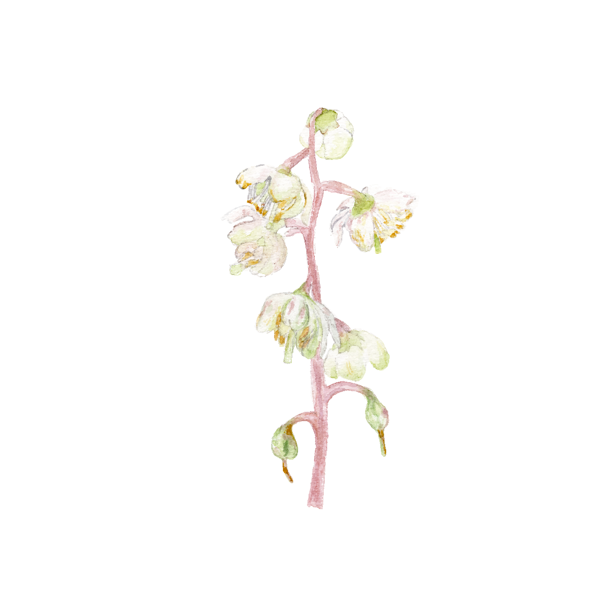 Mini protected flowers