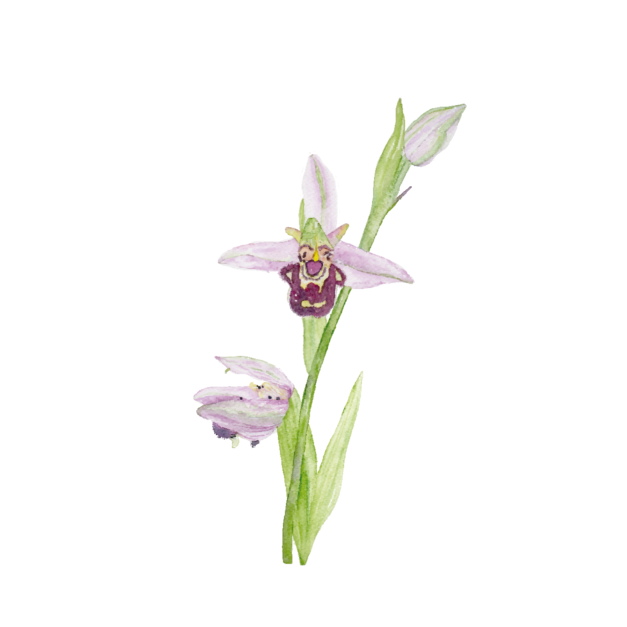 Mini protected flowers
