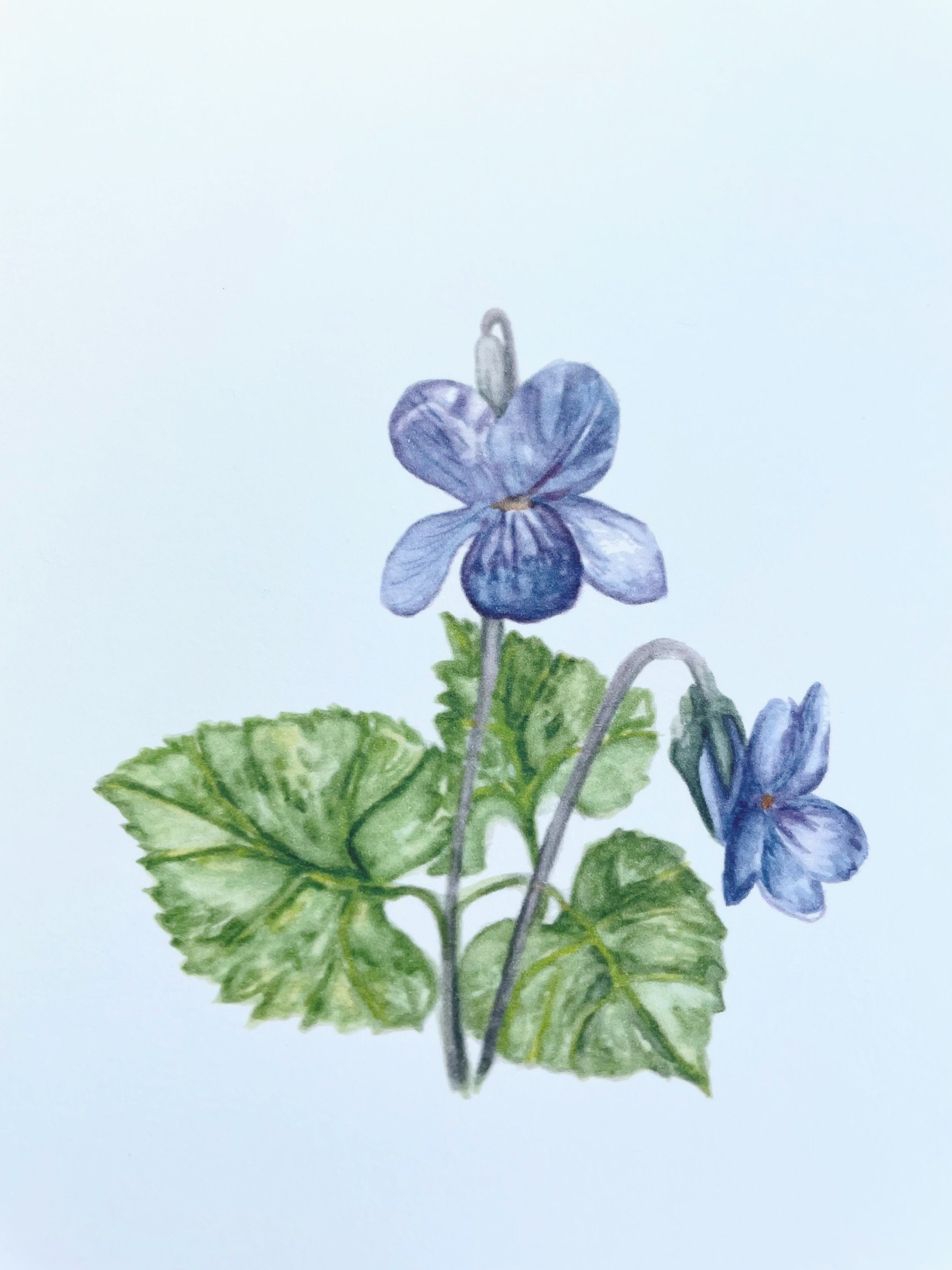 Flowers of spring - greeting cards