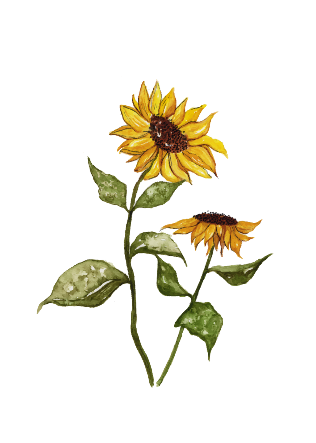 Sunflower -  art print